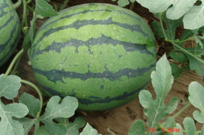 吃瓜爆料比较准的yxh,吃瓜爆料，权威yxh带你直击真相现场